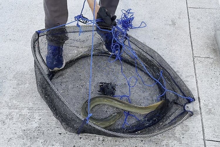 descriptive words for a fishing pole Fishing: Dictionary Constant Anglers, Weekend Waders, and Artful Bobbers: Beard, Henry, McKie, Roy: 9780894803550 Books use fishing poles have Snapper Lure DNR Seeking Feedback on Size:XSmall