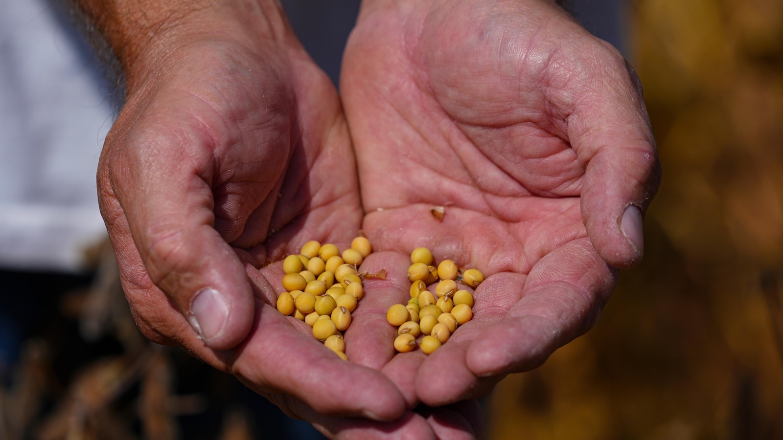 Trump's trade battle with China puts US soybean farmers in peril
