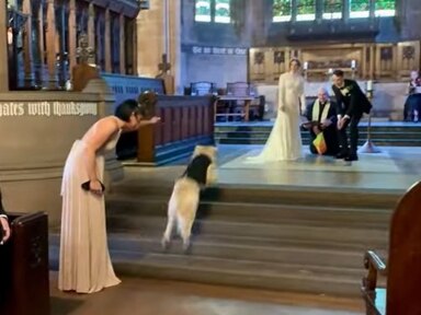 A golden retriever named Pancakes served as the ring bearer at his owners' wedding.