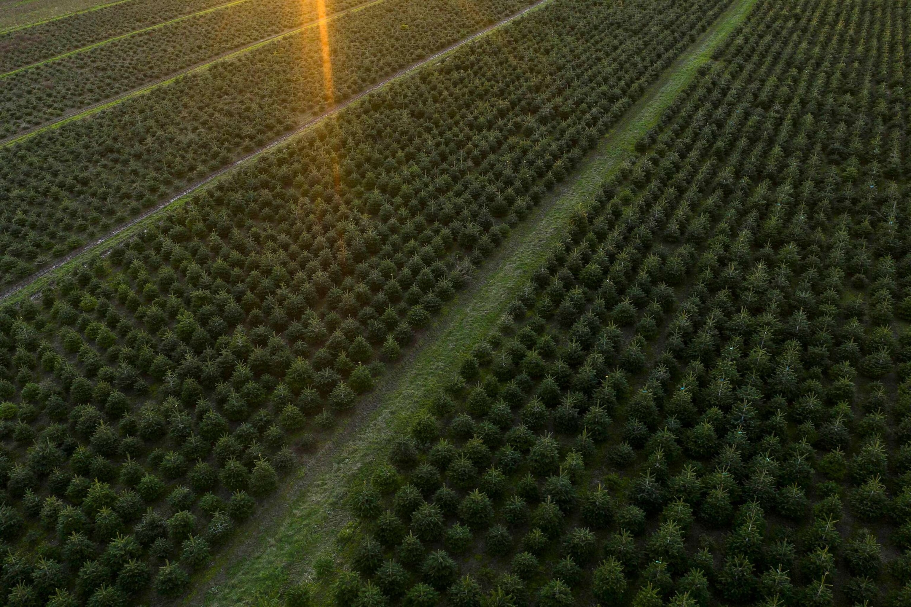 PHOTO: Aerial view over a Christmas tree farm in this undated image.