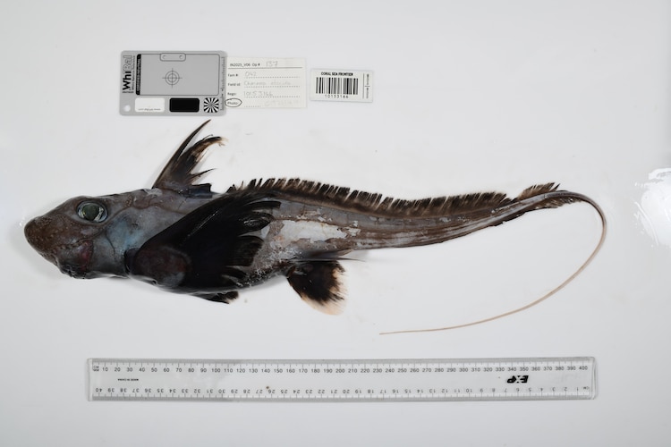 Scientists discover 1,100 new marine species in one year Scientists discover 1,100 new marine species in one year