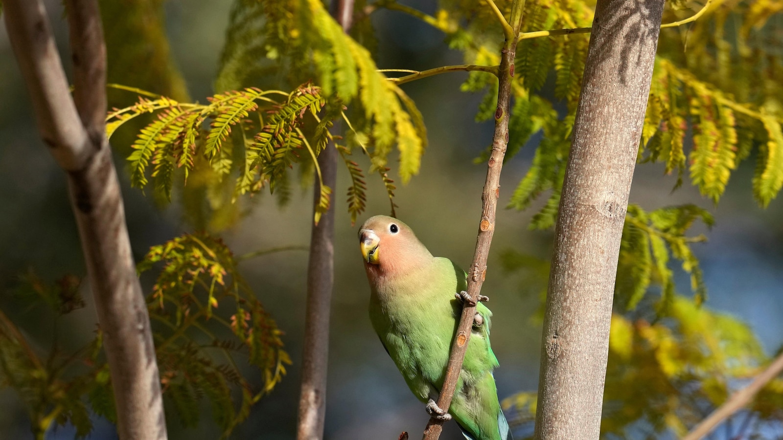 What we can learn from lovebirds, the rare birds that mate for life