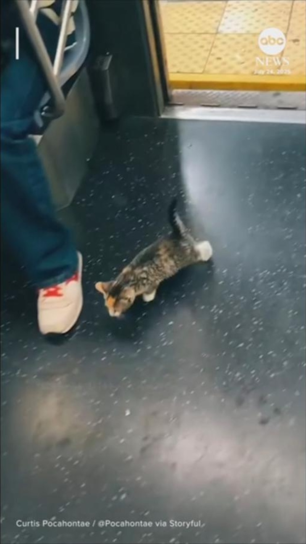Video Stray kitten joins rat race aboard New York City subway