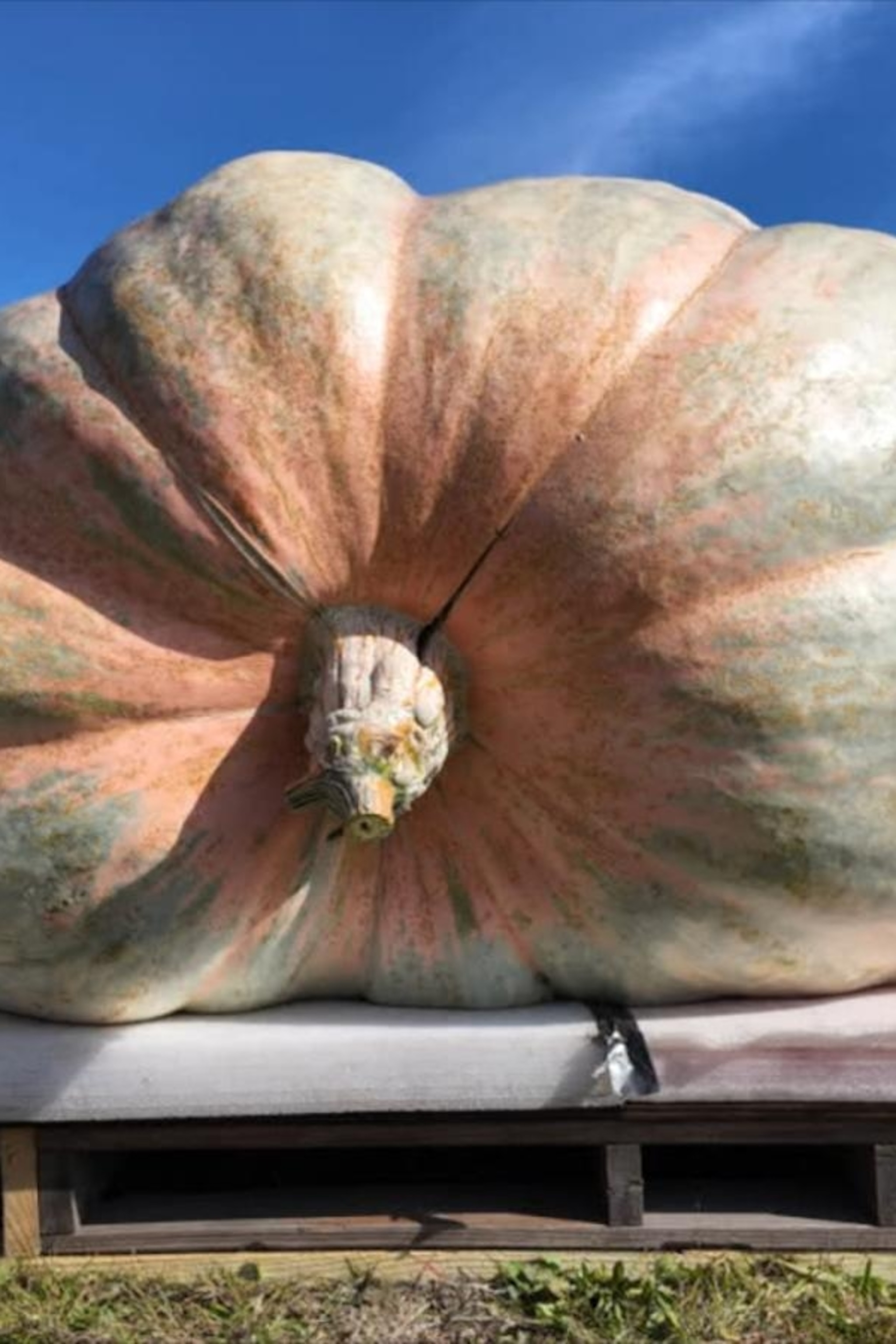 Video Rhode Island farmer sets new record for world's biggest