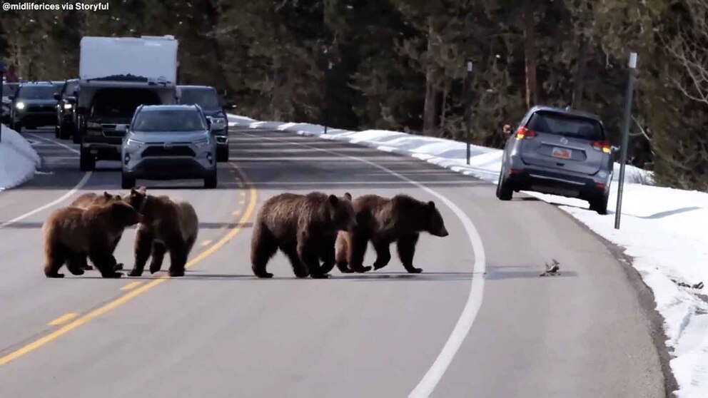 Video New Instagram filter will keep nature visitors from getting too close to wildlife