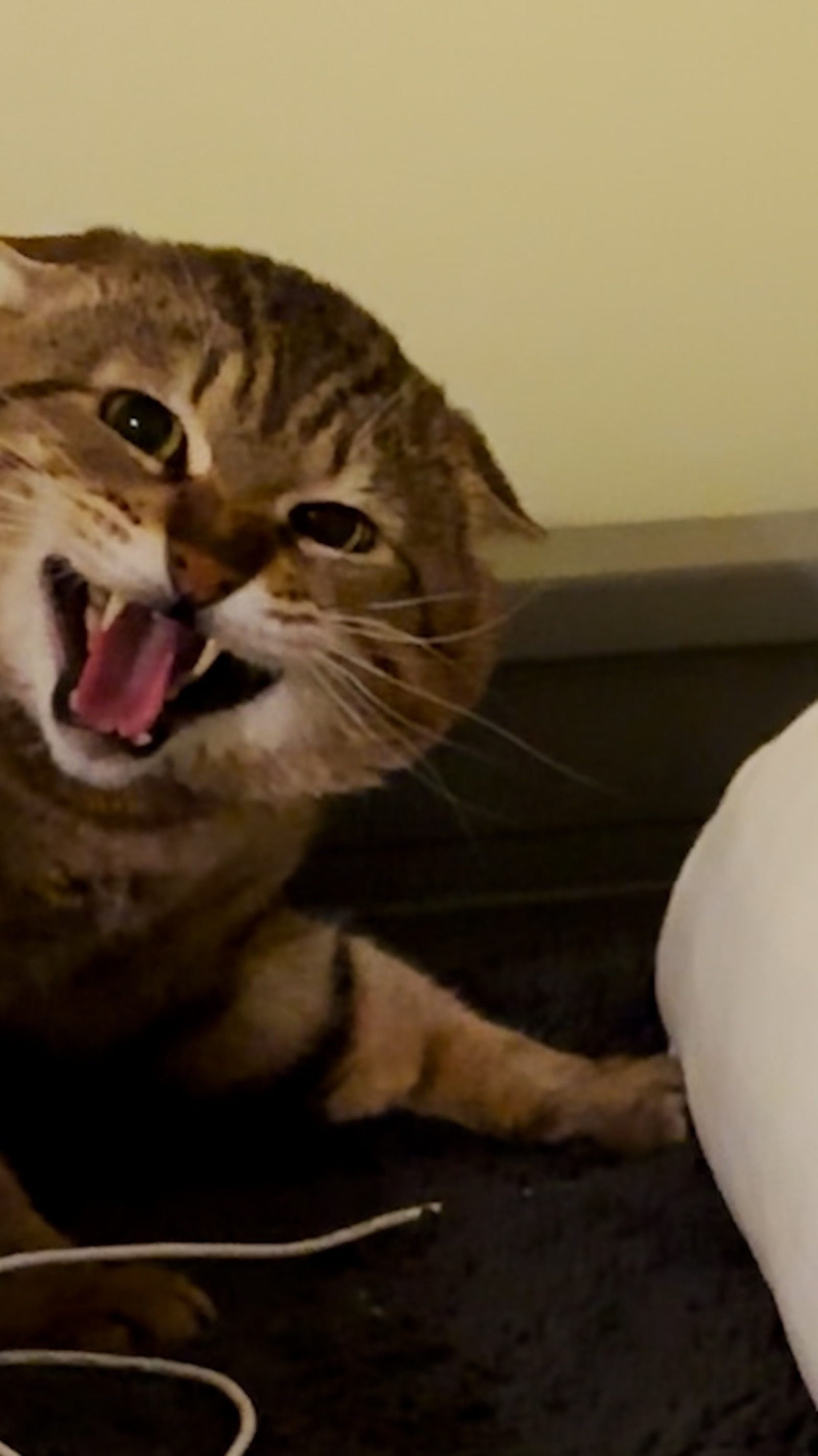 Watch this terrified, angry feral cat find his best friend and completely  transform, image size:1600x2846