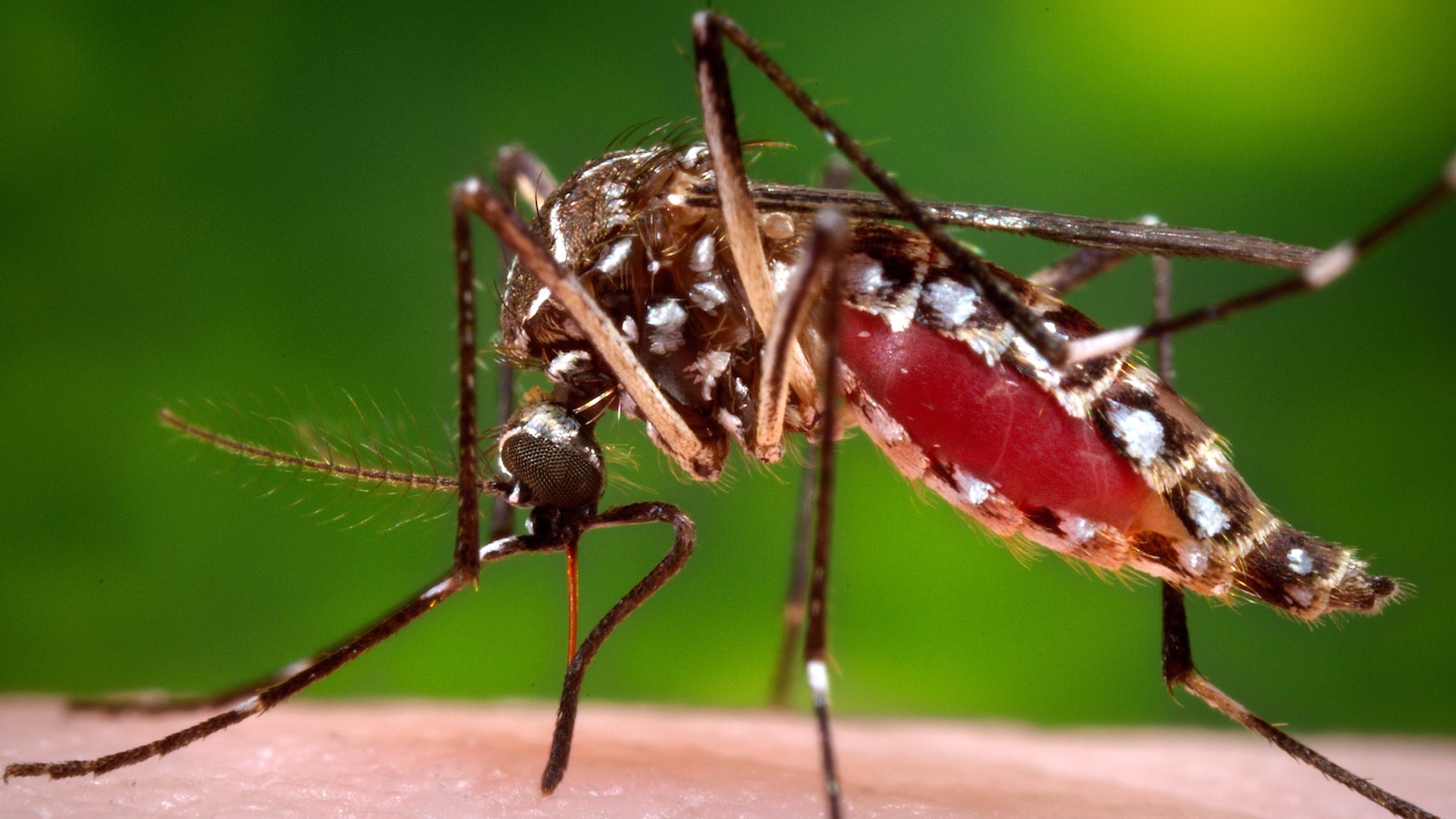 Florida confirms death from dengue as state struggles with recent outbreak