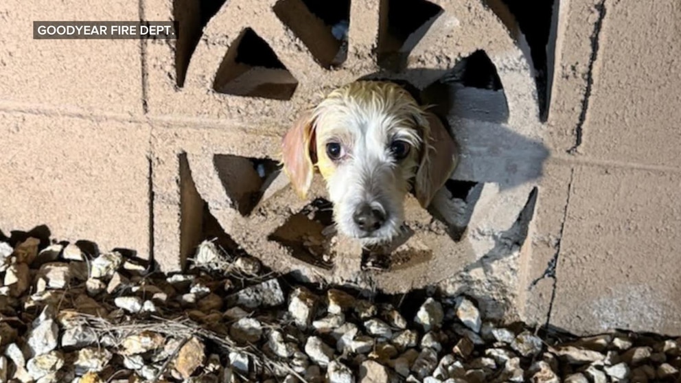 WATCH:  Firefighters' Christmas rescue of dog goes viral