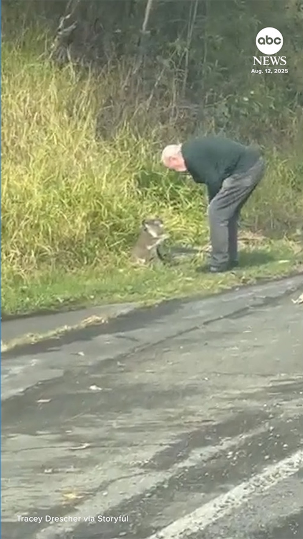 NextImg:Video Man scolds koala after rescuing it from busy road