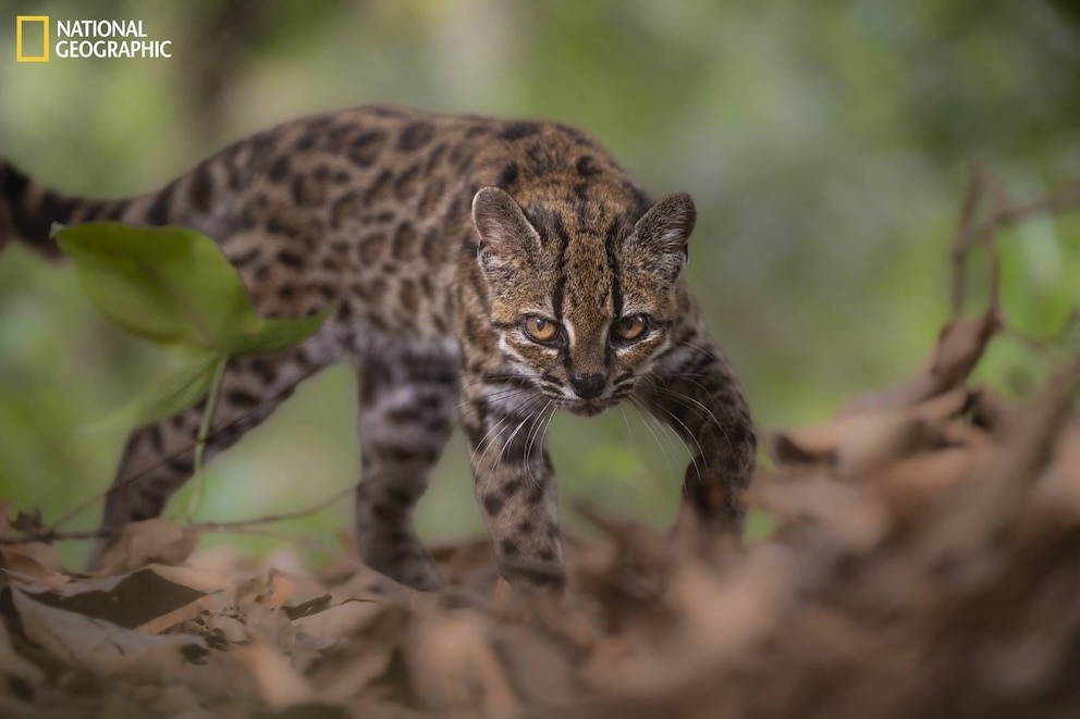 PHOTO: An individual of Leopardus tilcayo resides at Senda Verde Animal Refuge in Bolivias Yungas region. 