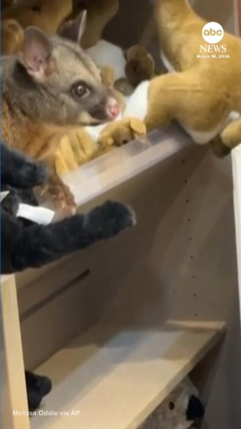 Video Possum cuddles with stuffed animals at Australian airport gift shop