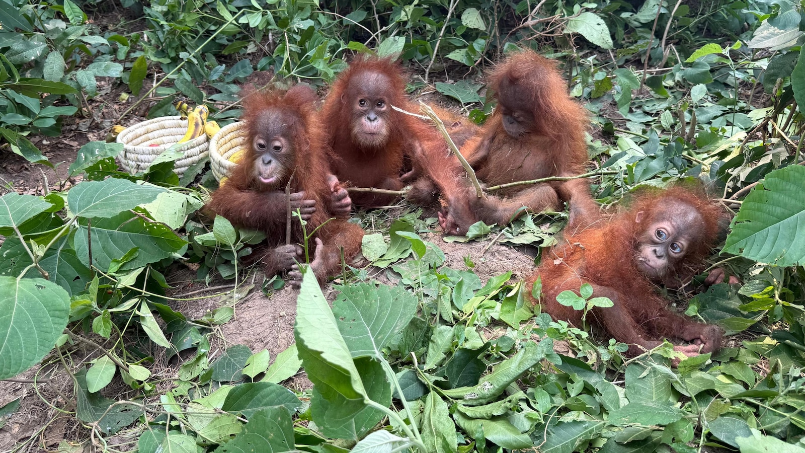 Baby orangutans in India expose illegal wildlife trade