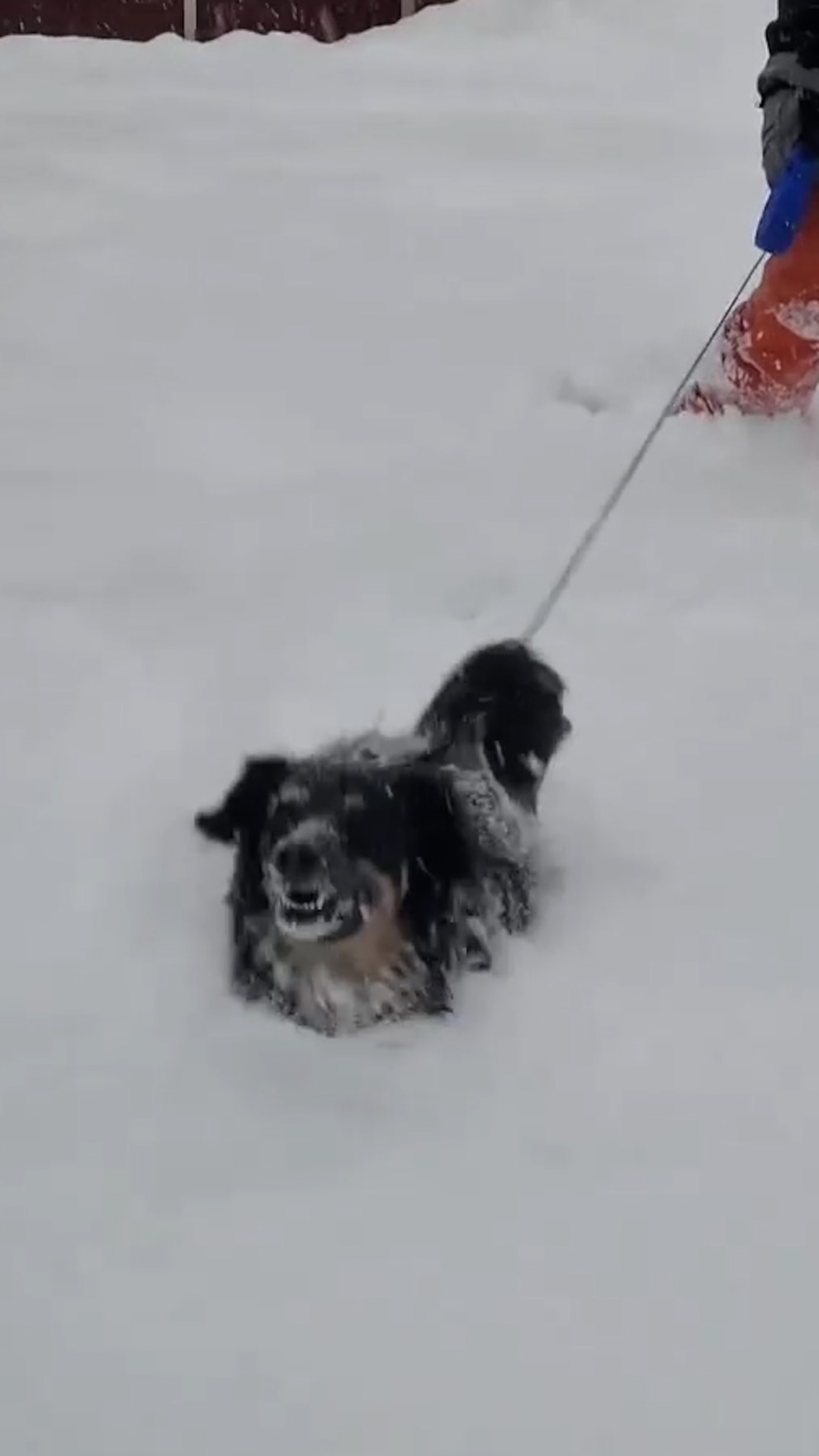 WATCH:  Snow one knows where this dog is going