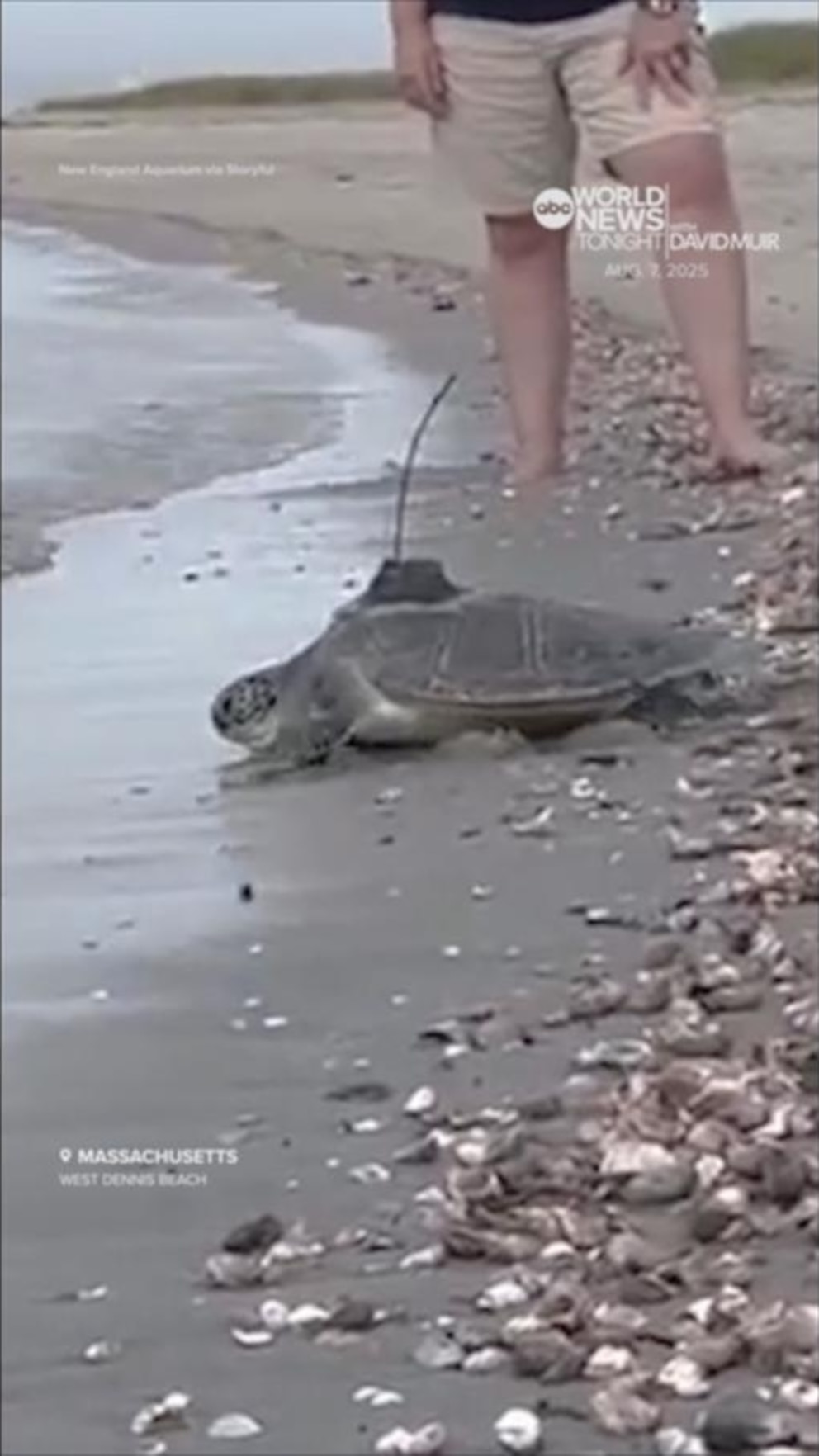 NextImg:Video Sea turtles return to ocean after 8 months of rehabilitation in Massachusetts