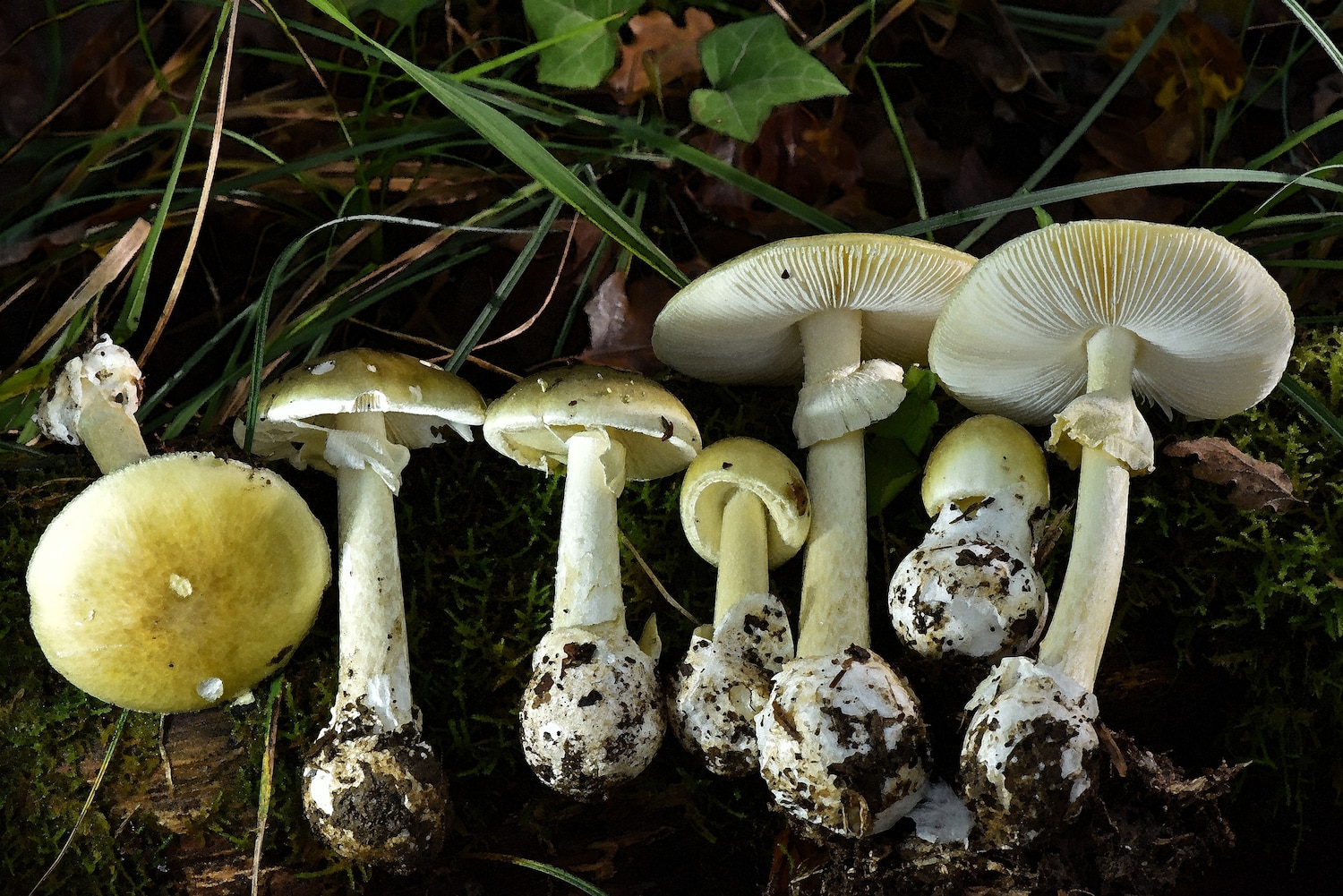 3 deaths, dozens of illnesses linked to California poisonous mushroom outbreak: Officials - ABC News