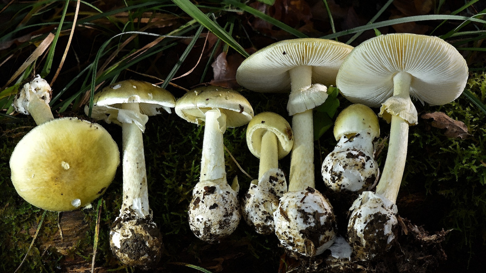 3 deaths, dozens of illnesses linked to California poisonous mushroom outbreak: Officials