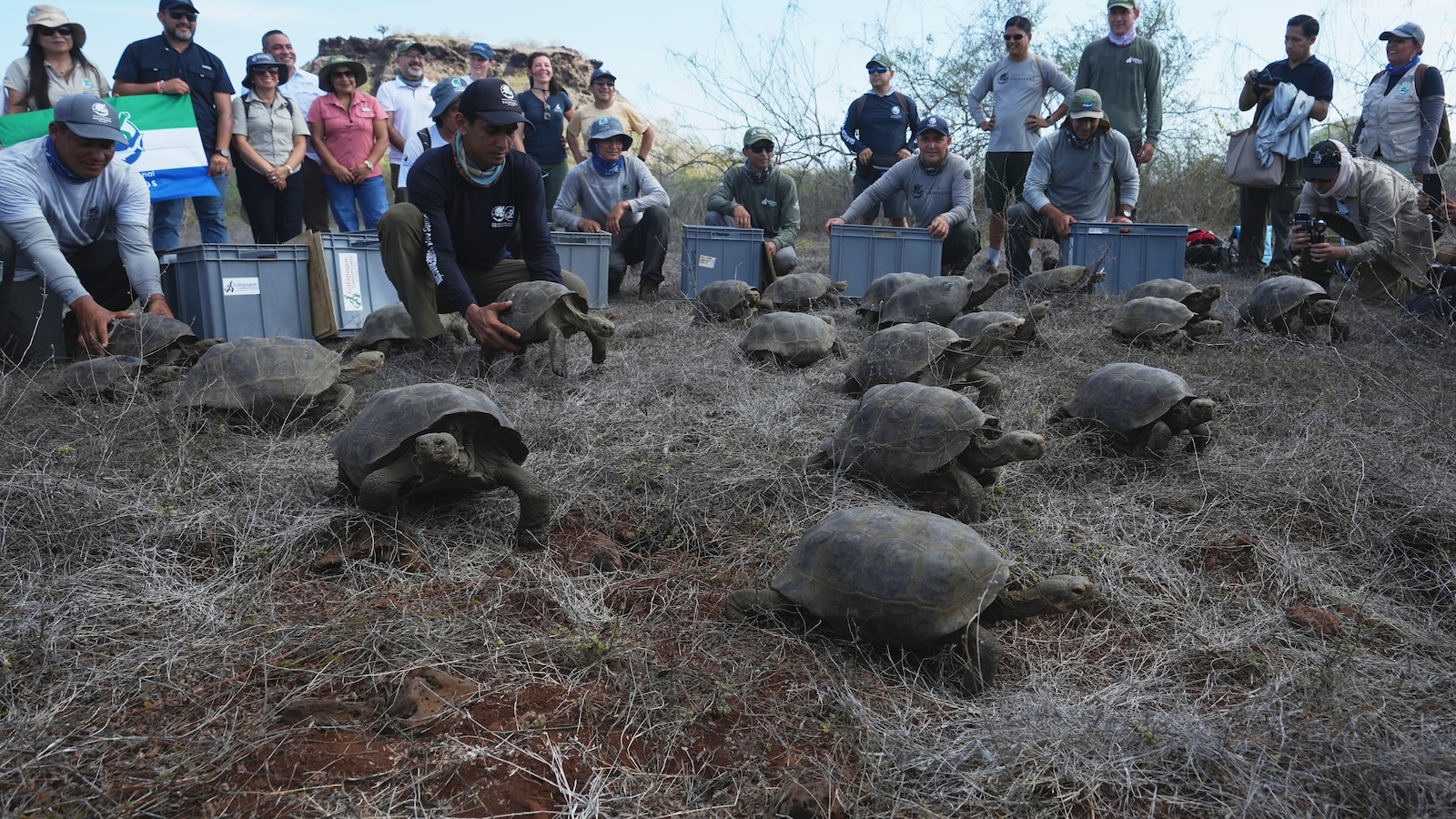 Galápagos park releases 158 juvenile hybrid tortoises on Floreana