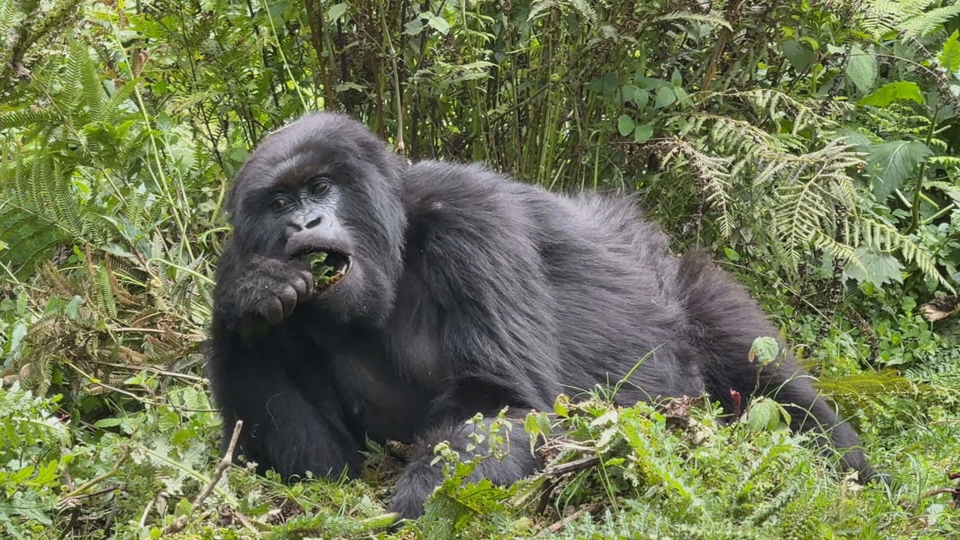 Gorilla Trekking in Rwanda