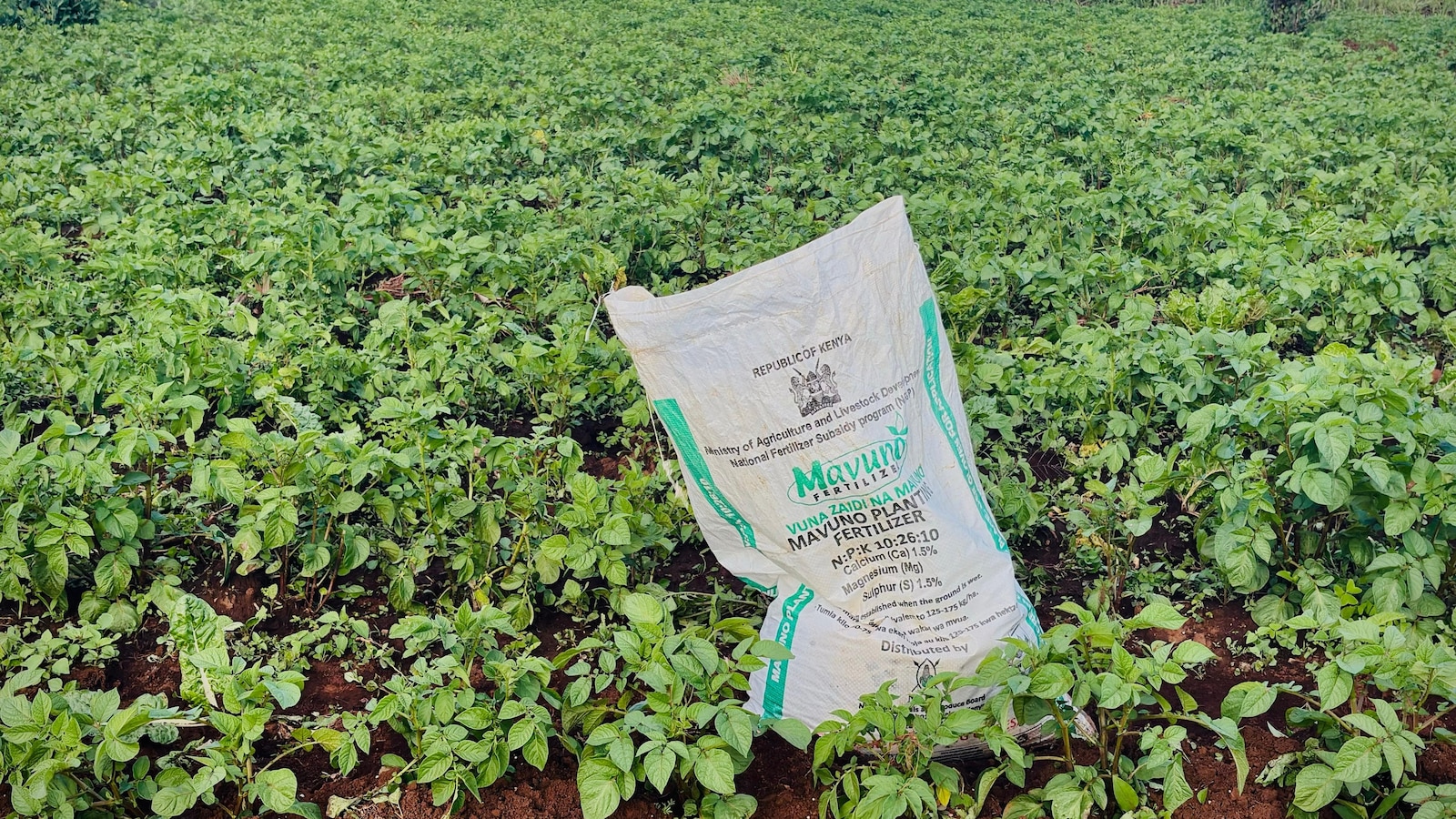  The war in Iran sparks a global fertilizer shortage and threatens food prices