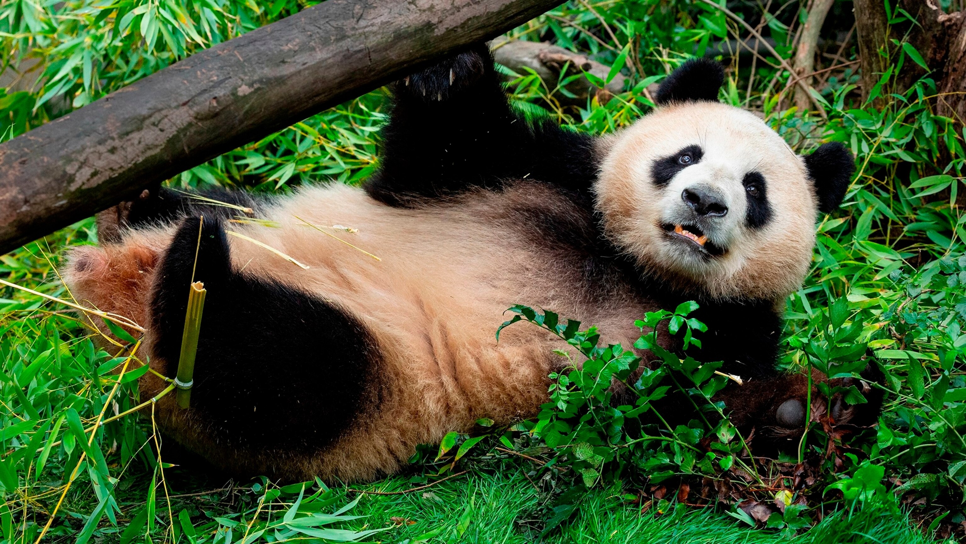 pandasasa See new photos of pandas from China at San Diego Zoo - ABC News