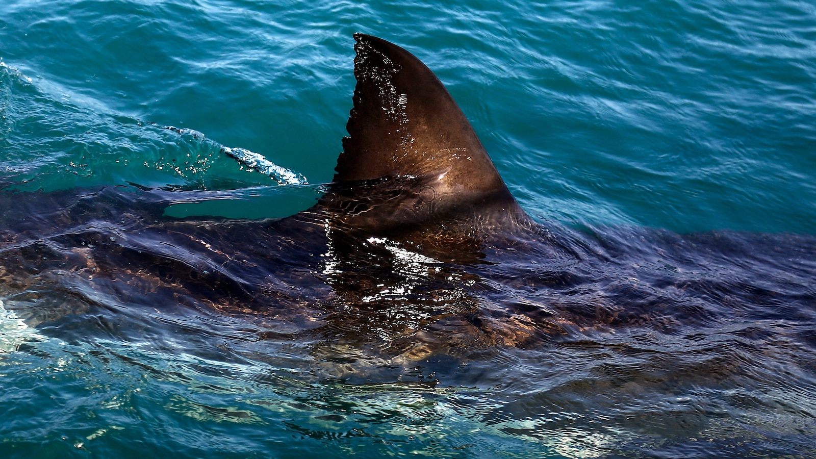 Shark kills woman swimming off South Africa's Eastern Cape, beaches closed
