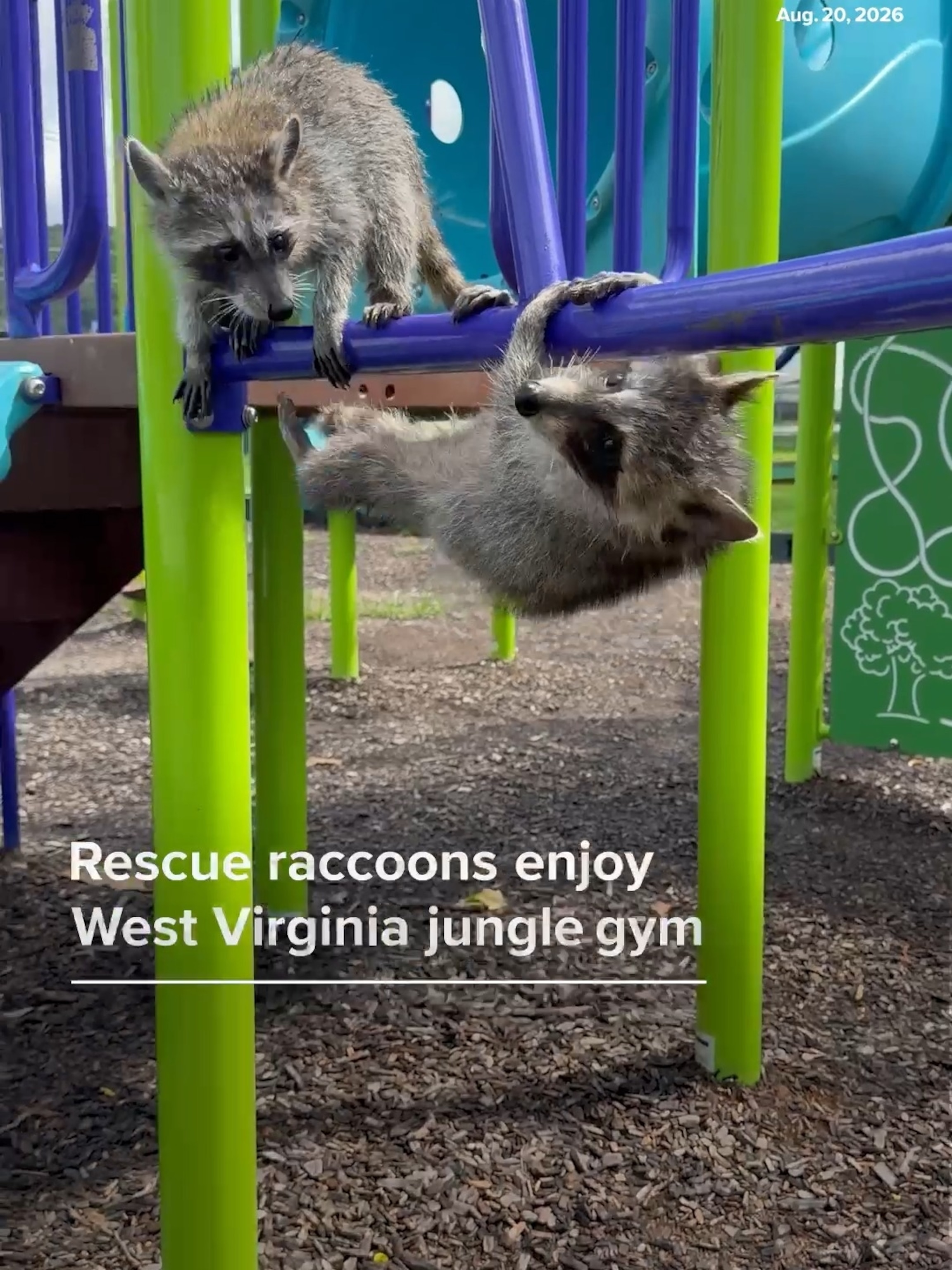 Rescue raccoons enjoy West Virginia jungle gym - ABC News