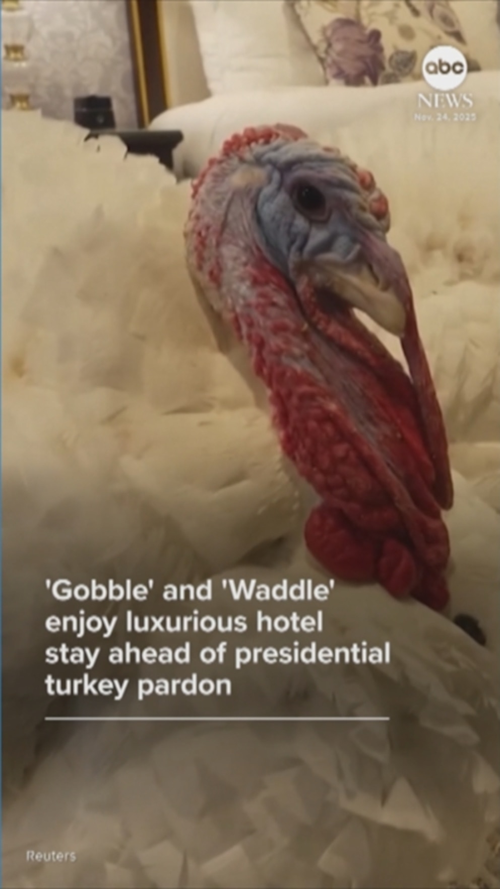 WATCH: 'Gobble' and 'Waddle' enjoy hotel stay ahead of presidential turkey pardon