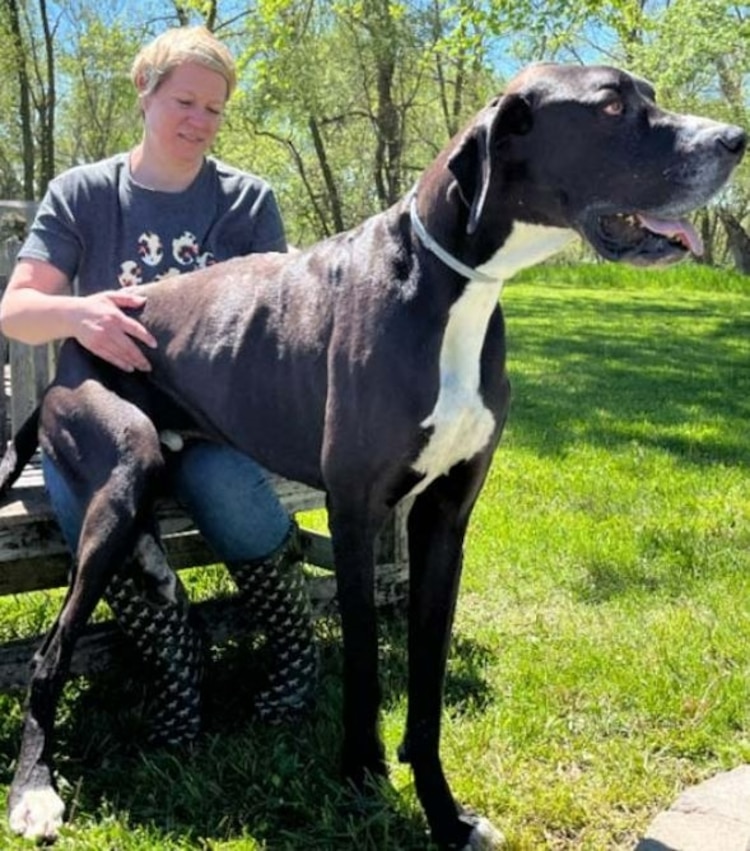 Kevin, world's tallest dog who stood at 7 feet on his hind