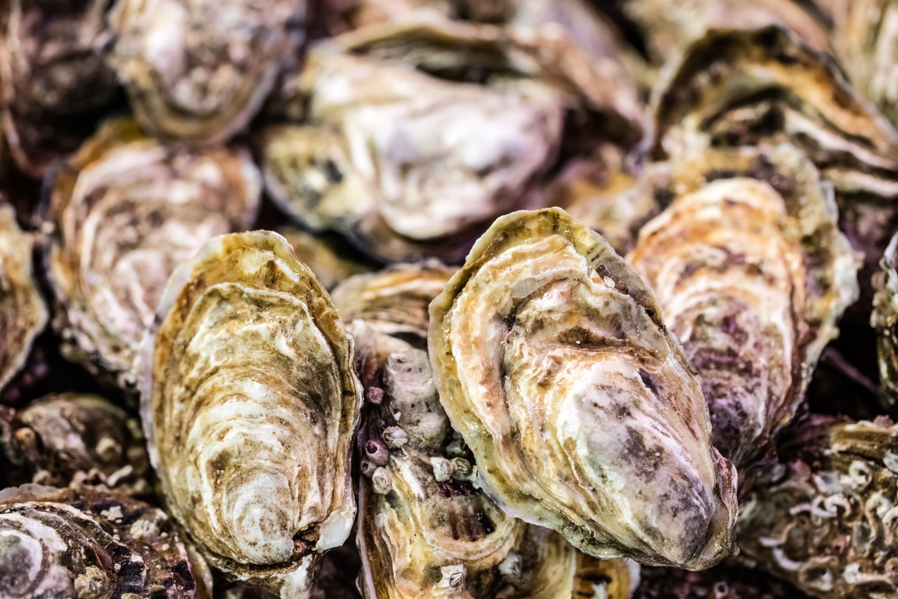 PHOTO: Oysters in an undated stock photo. 