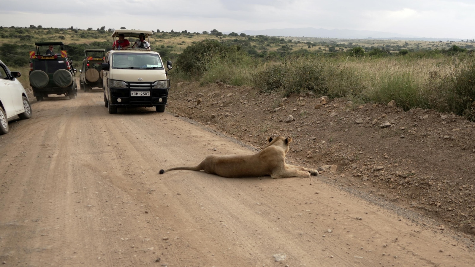 He lives alongside lions in Nairobi. The human-wildlife collision is dazzling — and dangerous