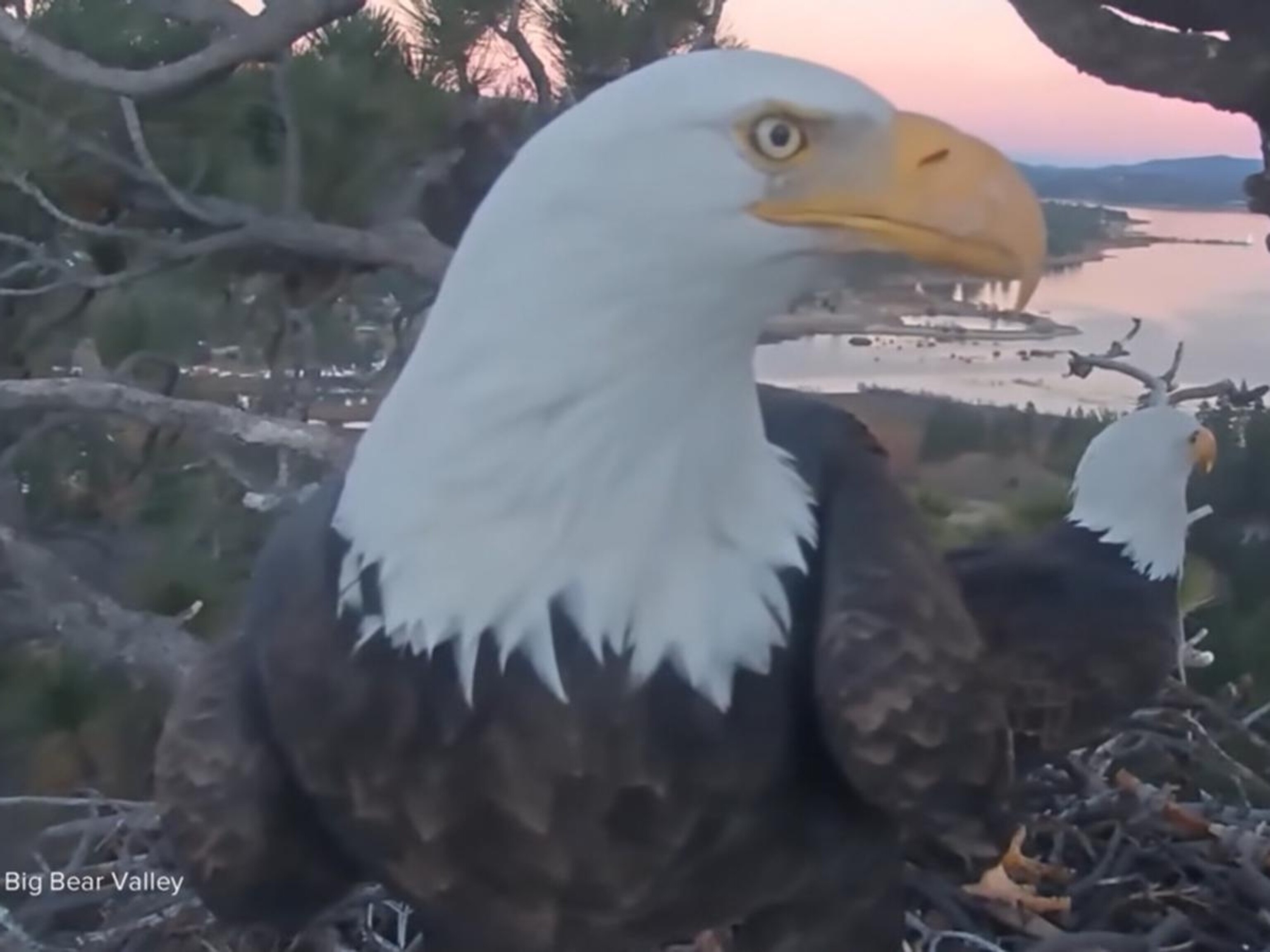 Video David Muir shares hopeful news on Jackie the bald eagle's