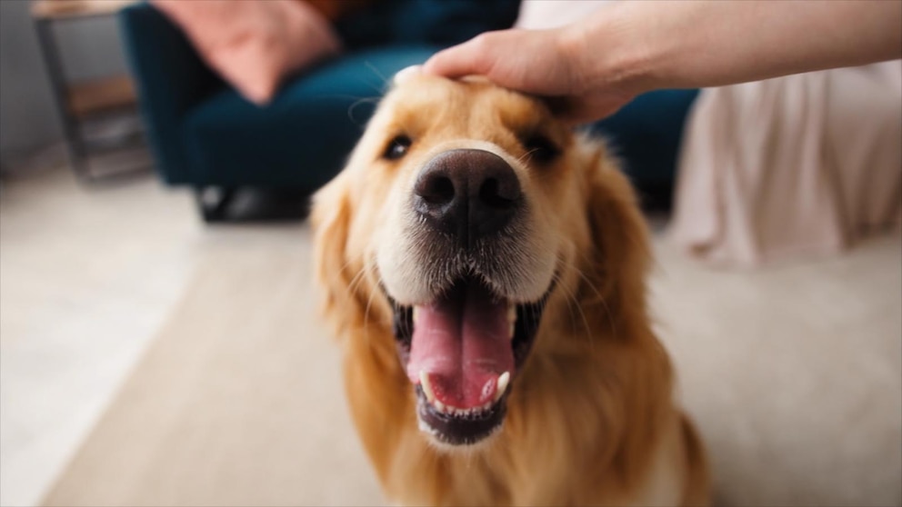 https://i.abcnewsfe.com/a/e8e3b60a-4227-4a97-a9f5-abade93b8727/250923_abcnl_9a_dogs_millan_hpMain_16x9.jpg?w=992