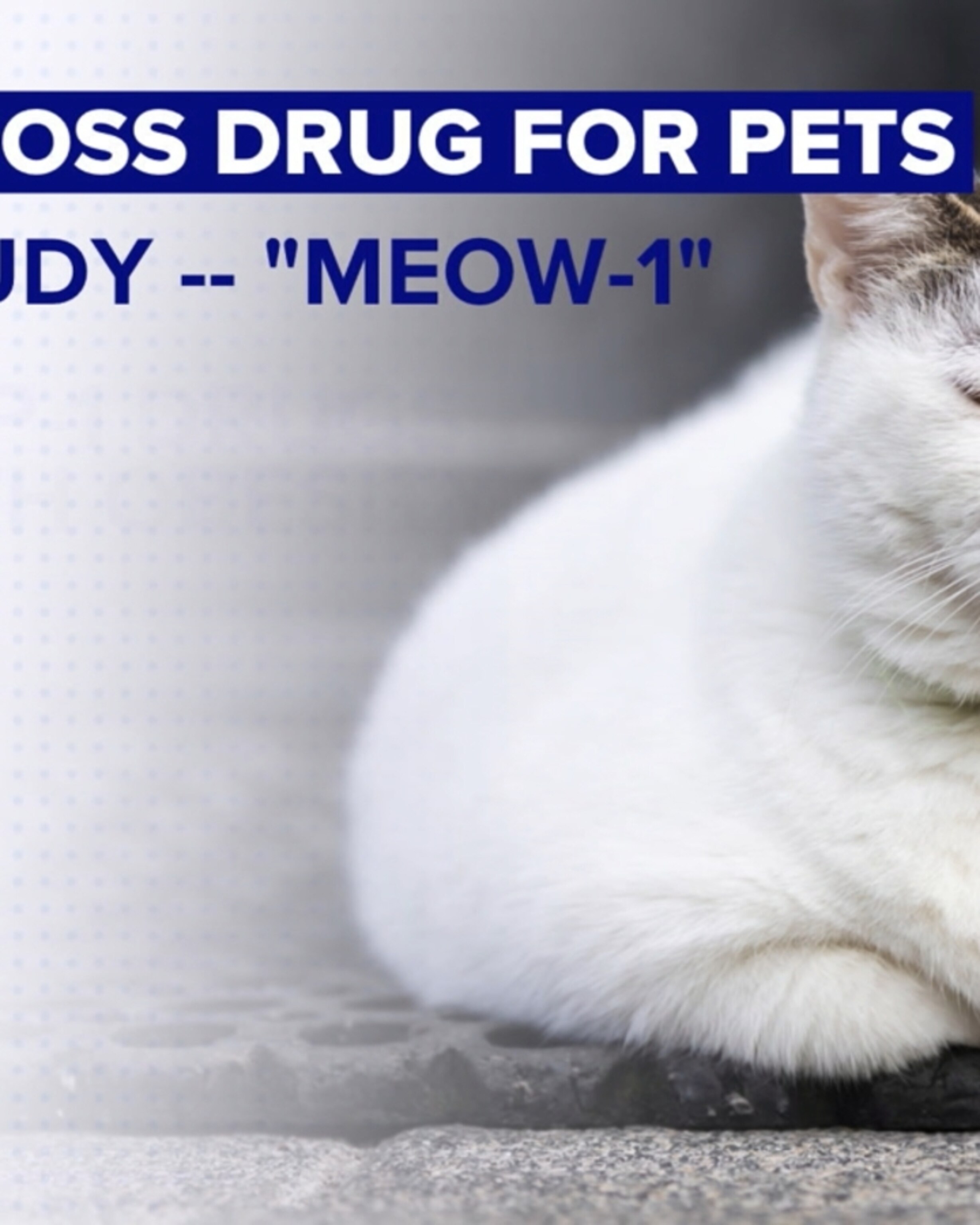 Weight loss drugs for cats? Company launches clinical trial of GLP-1  implants in cats