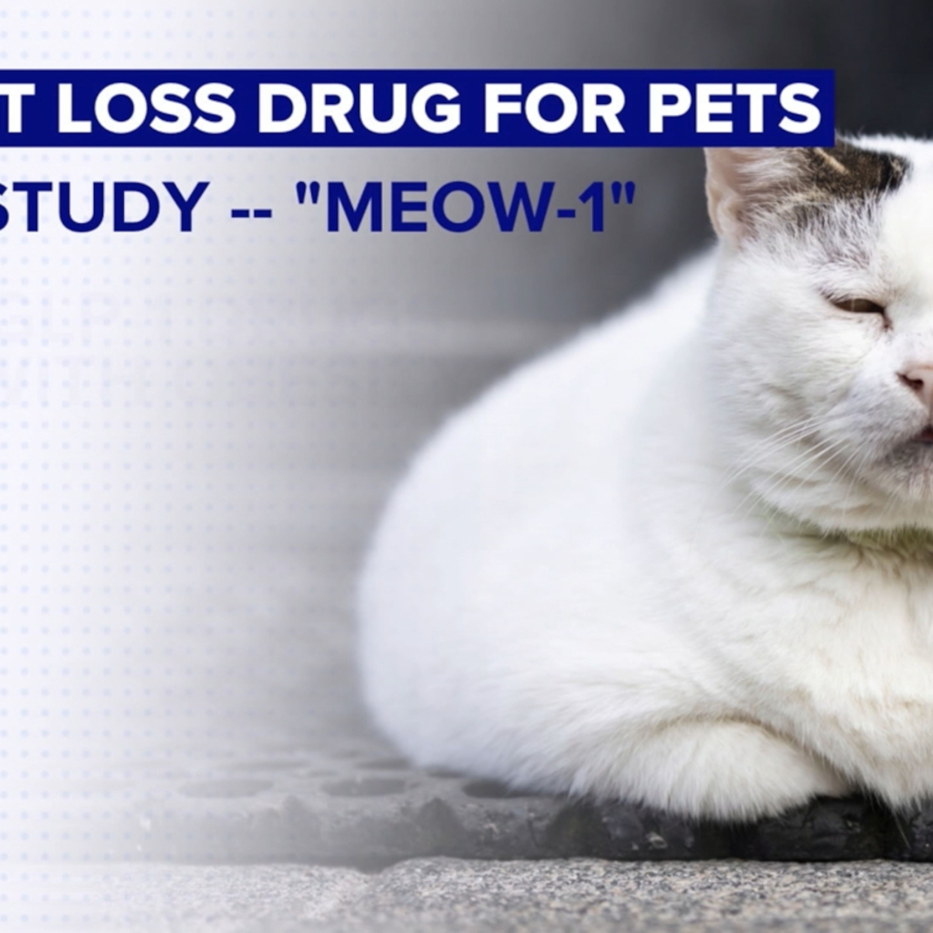 semaglutide for pets Weight loss drugs for cats? Company launches clinical trial of GLP-1  implants in cats