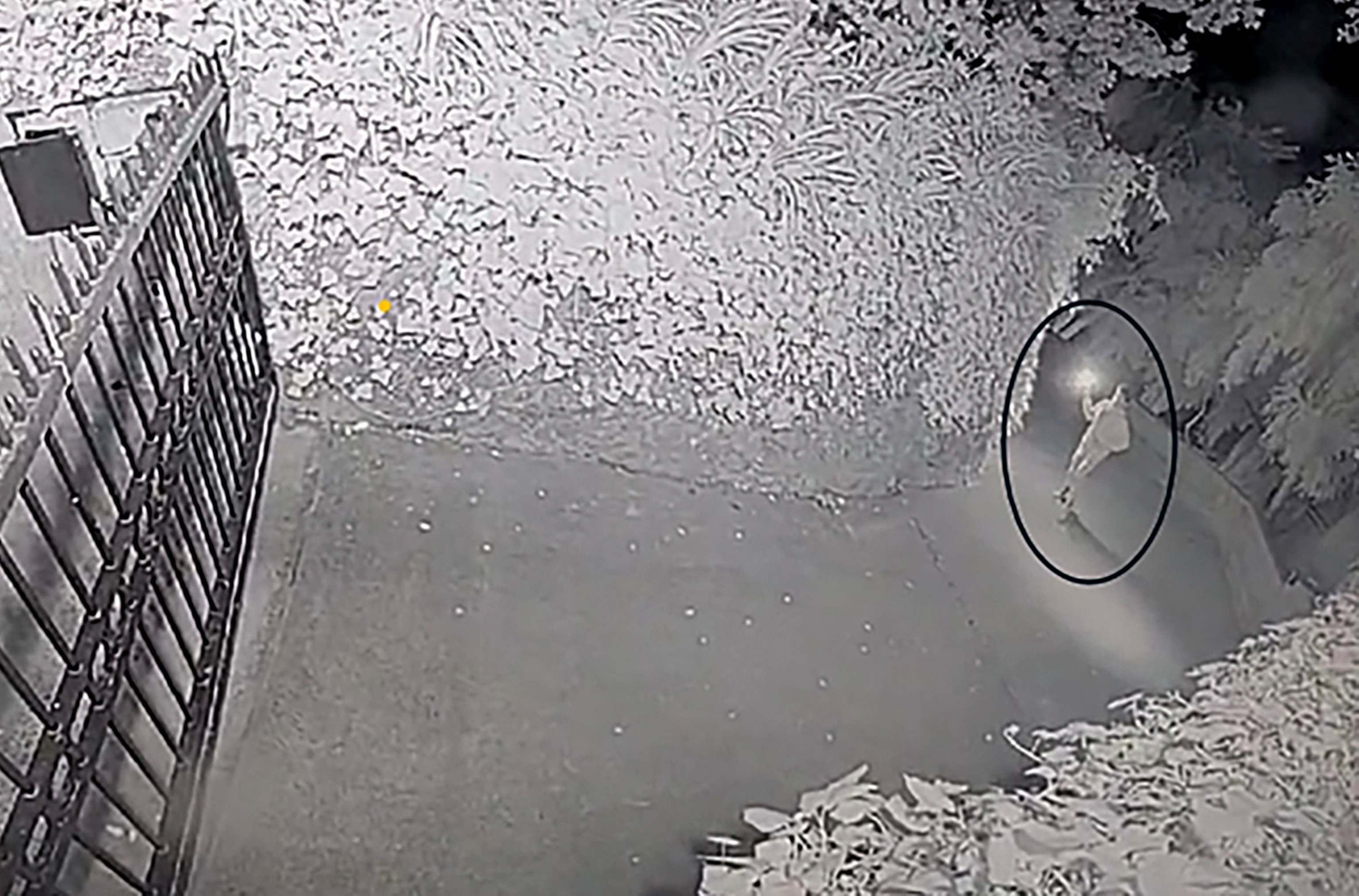 Man charged after allegedly throwing Molotov cocktail at OpenAI CEO Sam Altman’s home