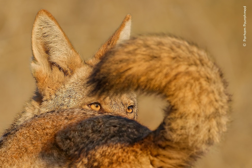 PHOTO: 2025 Wildlife Photographer of the Year