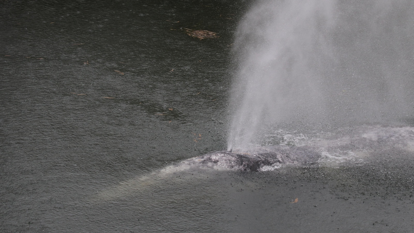 Gray whale that swam 20 miles up Washington state river found dead