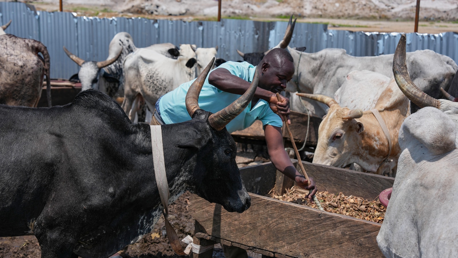 Deadly conflict in the Sahel sends herders fleeing to Africa’s coastal cities