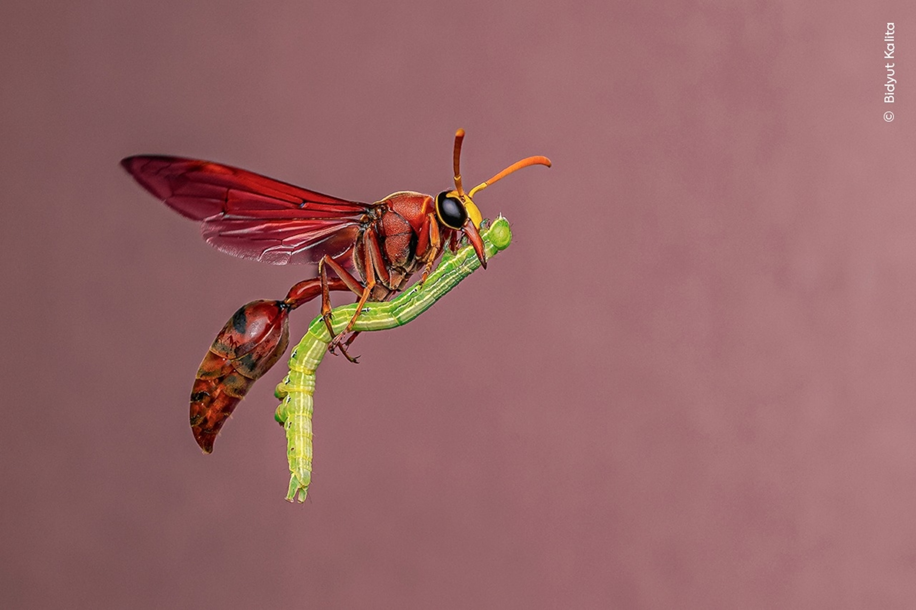 写真集 Wildlife Photographer of the Year 6冊 Wildlife Photographer of the Year: Portfolio 34 (34): Wilson