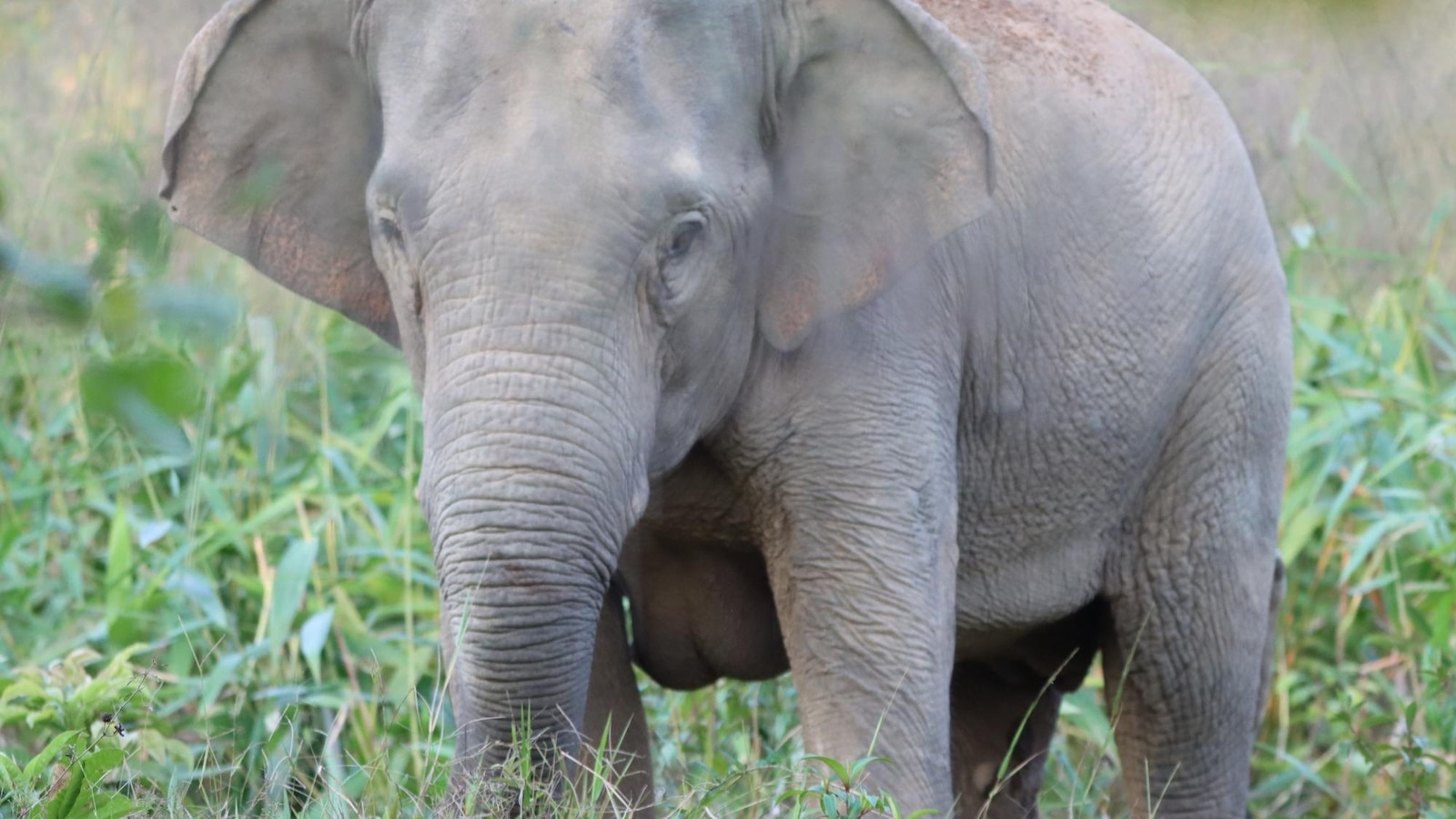Thailand uses a birth control vaccine to curb its elephant population near expanding farms