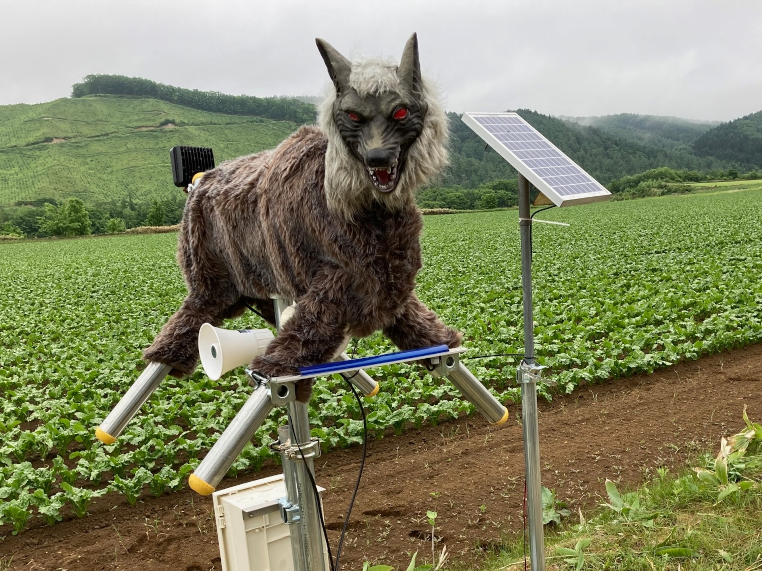 PHOTO: A Monster Wolf, a scarecrow-like deterrent for wildlife, is seen in an undated image in Japan supplied by Ohta Seiki.