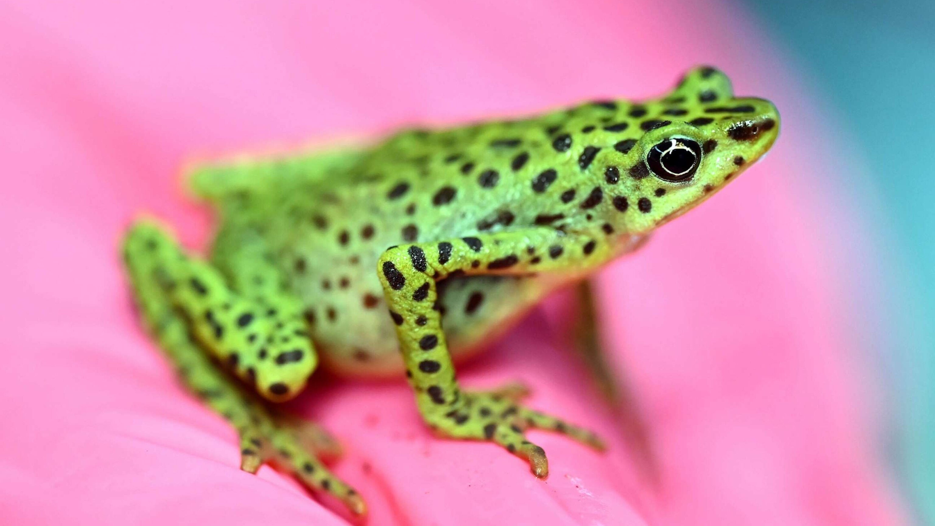 Amphibians are in widespread decline, and climate change is to