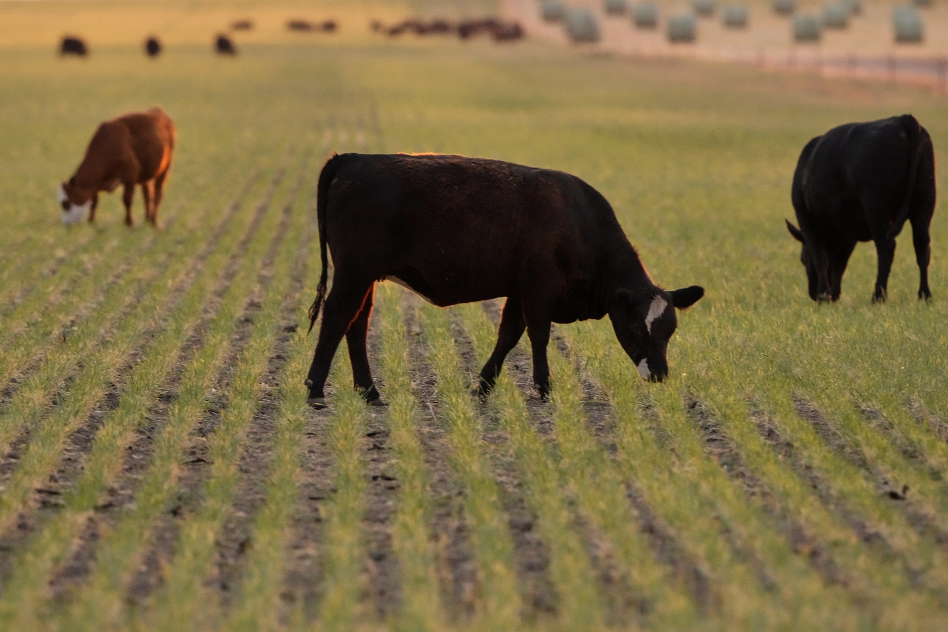 PHOTO: Climate Drought Wheat Farmers