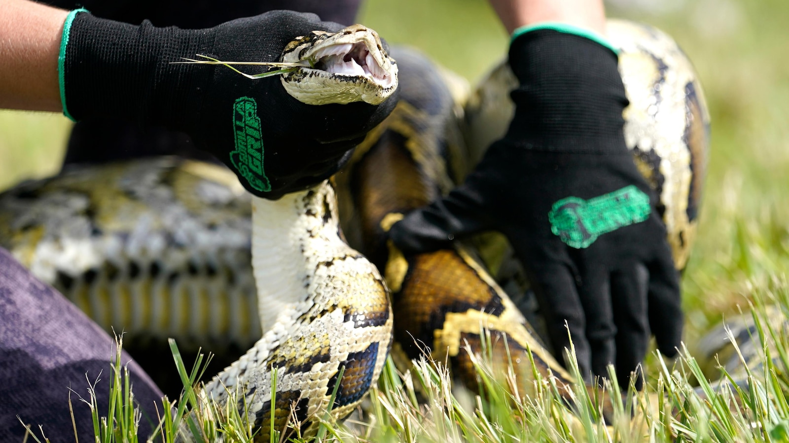 Florida Python Challenge begins July 10 with $25,000 in prizes