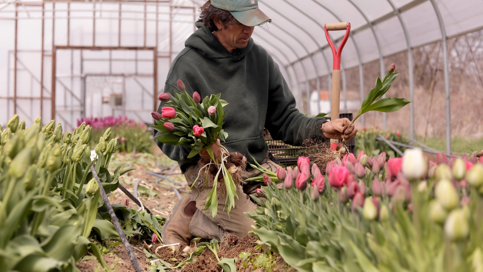 Northeast flower and fruit farmers grapple with whiplash weather