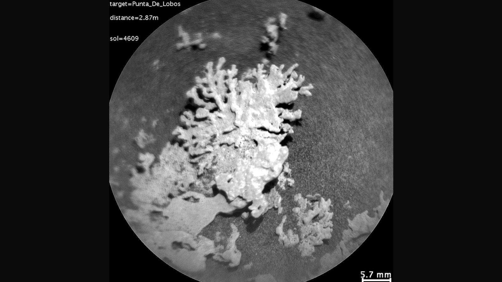 NASA finds coral-shaped rock on Mars that could be billions of years old