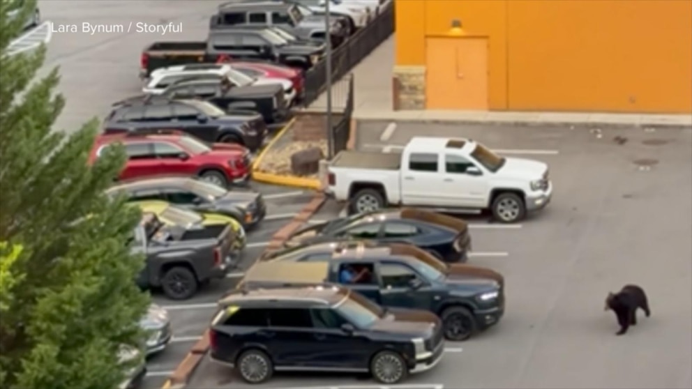 WATCH: Bear in Tennessee parking lot sends shoppers fleeing to their cars