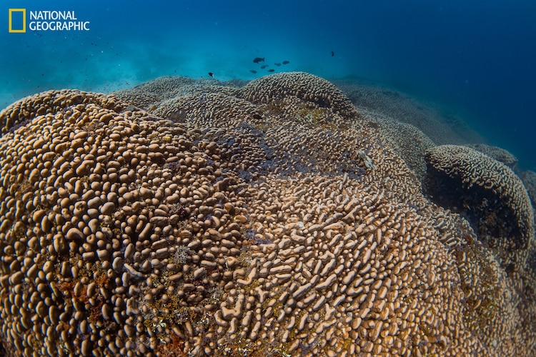 Coralꪔ̤̫ World's largest coral discovered off the Solomon Islands - ABC News