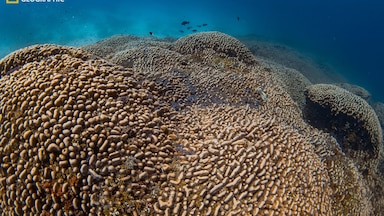 coral reef  Seapora - 57 gallon edge rimless reef ready drilled aquarium