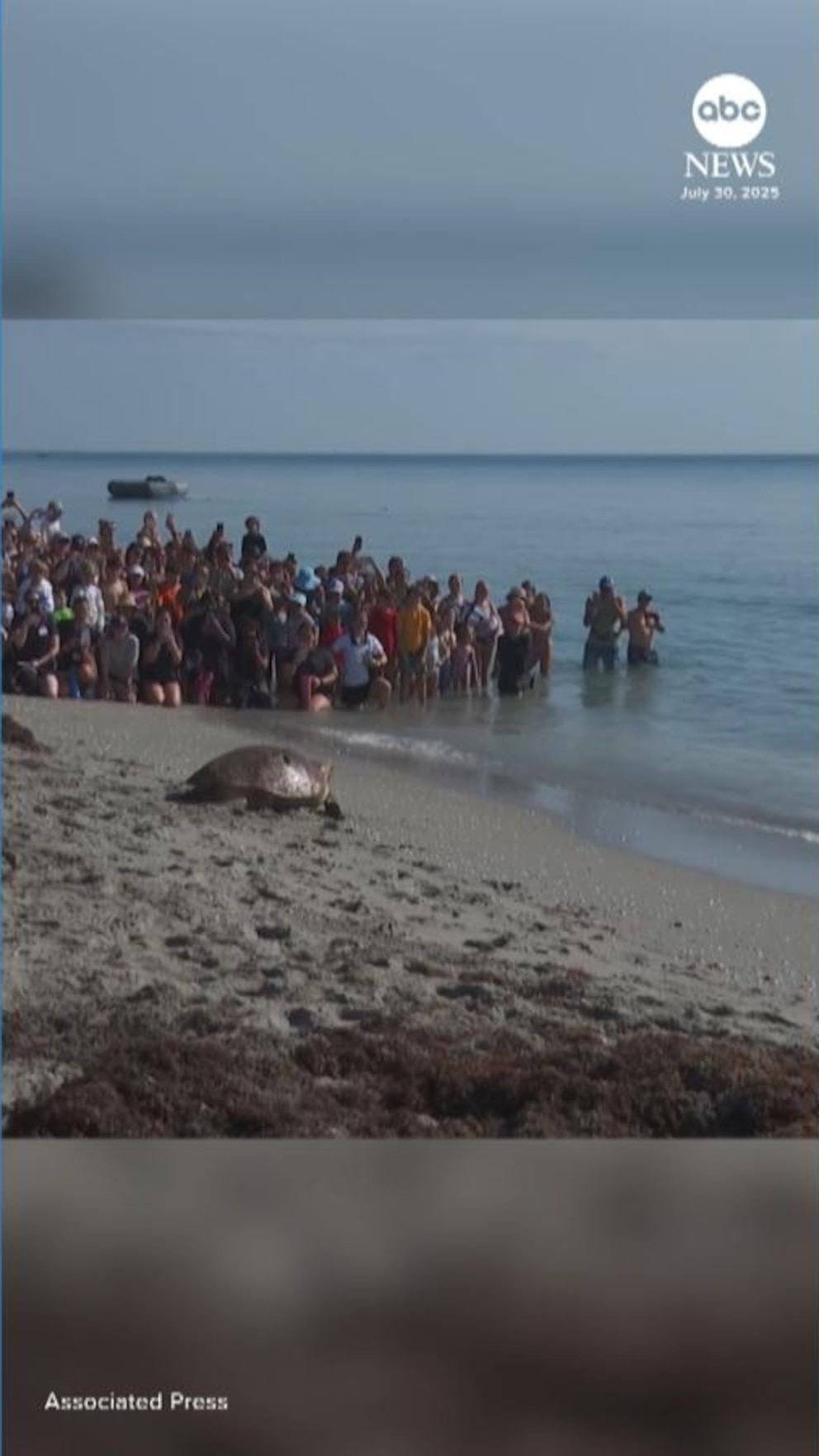 Video Rescued sea turtle returned to ocean after treatment Video Rescued sea turtle returned to ocean after treatment
